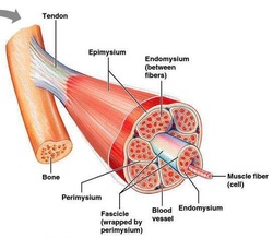 Fascia