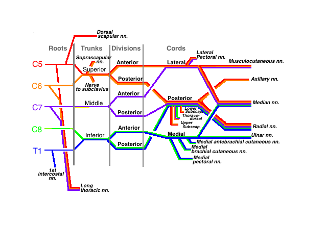brachial plexus drawing
