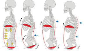 dual function of the diaphragm 