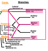 median nerve brachial plexus