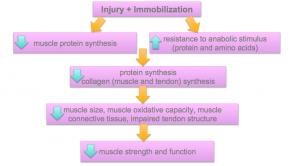 the influence of nutrition on injury recovery