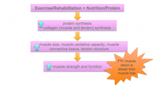 The Role of Nutrition in Injury Recovery