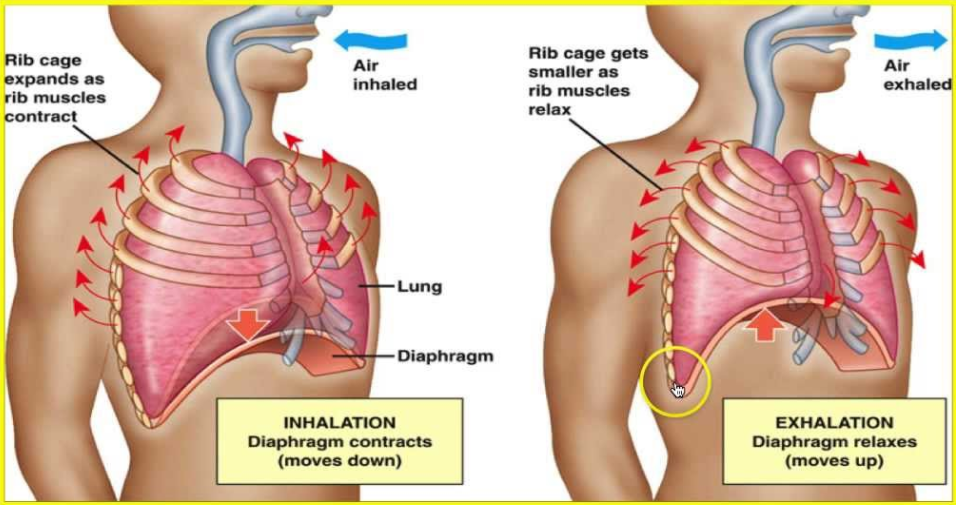 Mechanics of Respiration