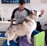 Maia-working-with-dog-pt