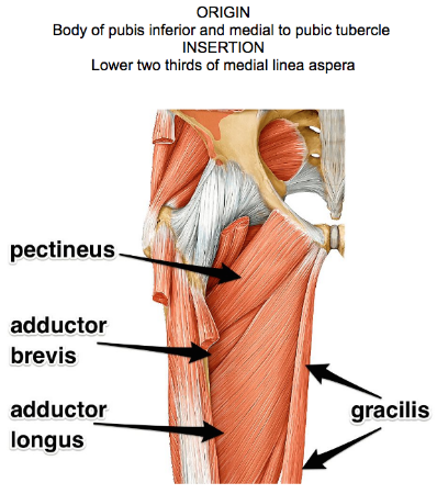 adductor longus