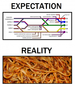 brachial plexus