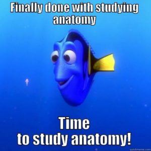 studying-anatomy