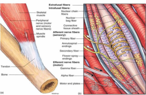 gamma fiber