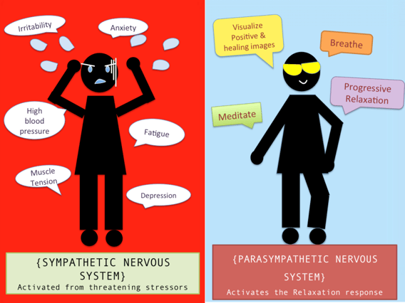 autonomic nervous system